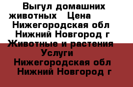 Выгул домашних животных › Цена ­ 200 - Нижегородская обл., Нижний Новгород г. Животные и растения » Услуги   . Нижегородская обл.,Нижний Новгород г.